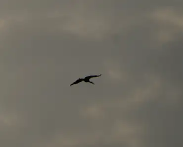 P1050776 Stork.