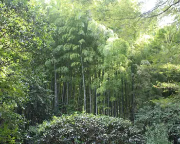 157 The garden is populated by 2000 moso bamboos, the tallest bamboo species.