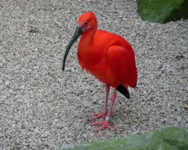 028 Scarlet ibis.
