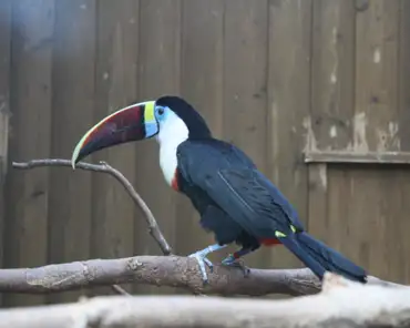 051 Red-billed toucan, Columbia, Venezuela, Guyana, Surinam.