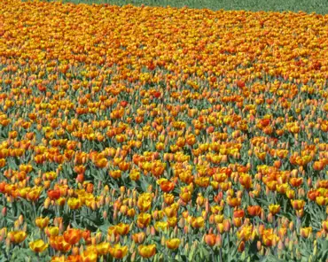 p1000926 Tulip fields.