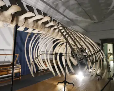 P1160551 Whale skeleton.