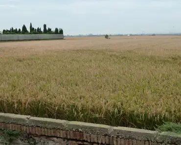 P1210210 Rice field.