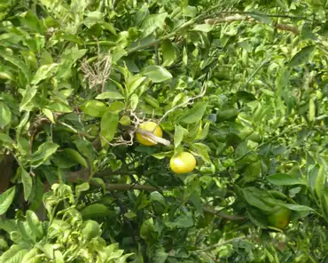 P1210364 Lemon trees.