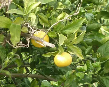 P1210365 Lemon trees.