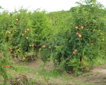 P1210413 Pomegranate trees.