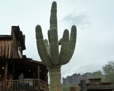 P1040617 Saguaro cactus.