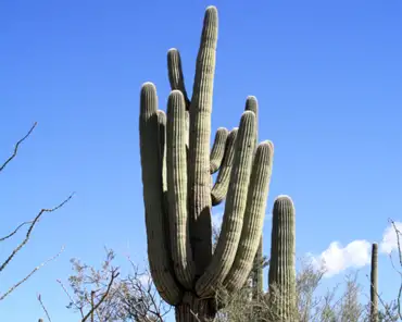 09 Saguaro cactus. A saguaro about the size of a human thumb may be a few years old, while the larger saguaros can be 200 years of age. The branches appear only...