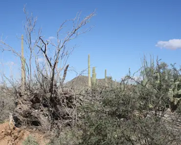 62 Dead saguaro with its skeleton.