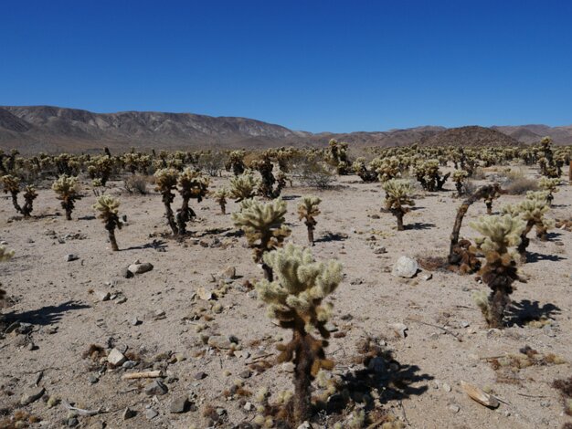 Cholla cactus garden