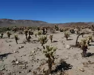 P1100124 Cholla cactus.