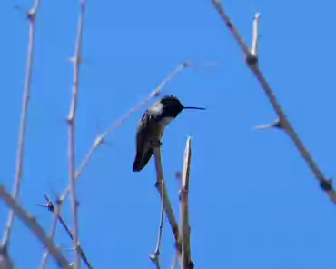 P1040079 Hummingbird.