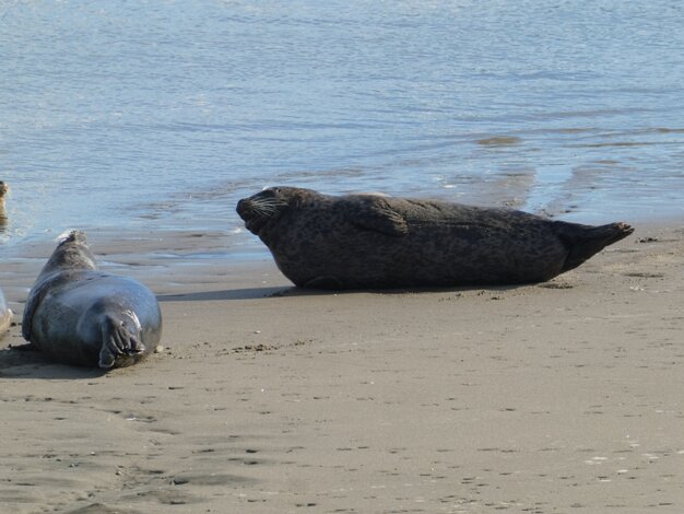 Moss Landing