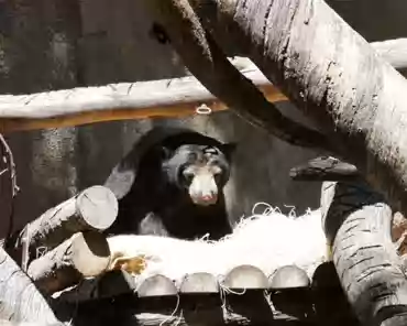 P1150864 Bornean sun bear.