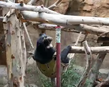 P1150869 Andean bear.