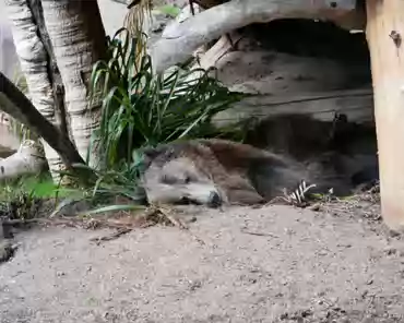 P1150874 North American grizzly bear.