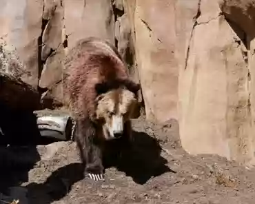 P1150880 North American grizzly bear.