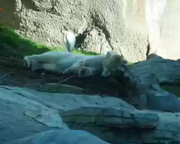 P1160017 Polar bear.