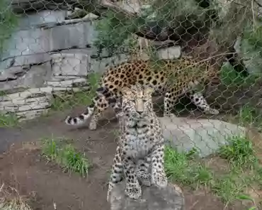 P1150716 Amur leopards, Russian far-east.