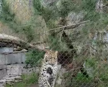 P1150717 Amur leopard, Russian far-east.