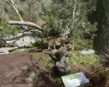 P1150723 Amur leopard, Russian far-east.