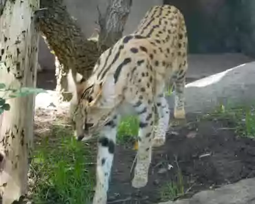 P1150791 Serval, Africa.
