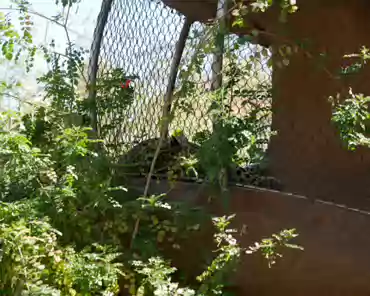 P1150836 Leopard, Africa, Asia.