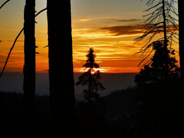 Sequoias and Kings Canyon National Parks