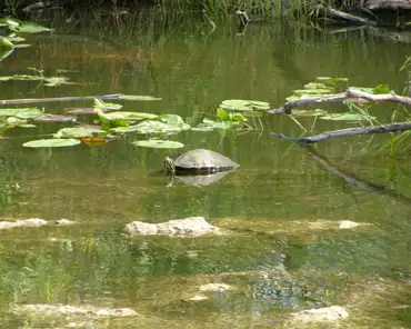 dscf1924 Florida turtle.
