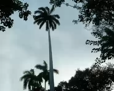 P1120751 Caribbean royal palm.