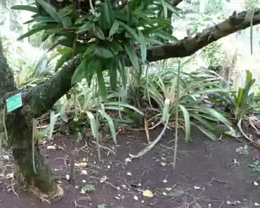 P1120772 Candle tree, Panama.