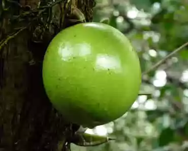 P1120775 Calabash tree.