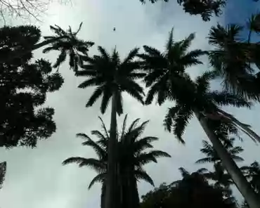 P1120780 Caribbeann royal palm.