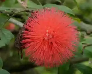 P1120785 Red powderpuff.