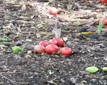 P1120790 Pokosola, Australia/New Caledonia.