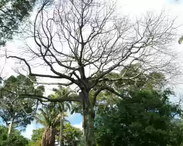 P1120793 Kapok, Tropical America/Africa.