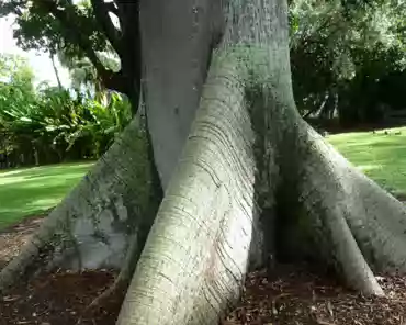 P1120794 Kapok, Tropical America/Africa.