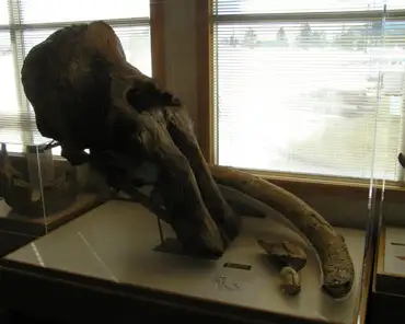 p3070019 Mammoth skull.