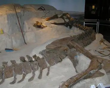 p3070035 Wankel T-rex (65-68 million years).