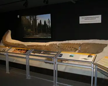 p3070044 Edmontosaurus tail (58-65 million years).