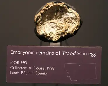 p3070048 Embryonic remains of Troodon in egg.
