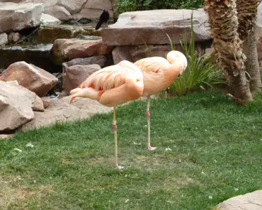 P1040198 Pink flamingos.