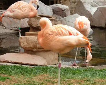 P1040199 Pink flamingos.