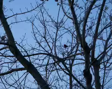 P1100528 Red cardinal.