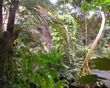 001 Tropical forest/jungle ecosystem