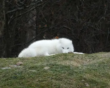 P1070041 Arctic fox.