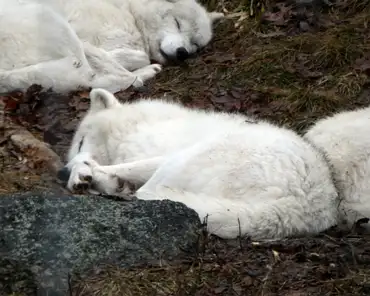 P1070122 Arctic wolf.