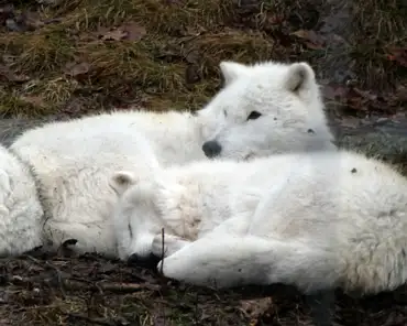 P1070123 Arctic wolf.