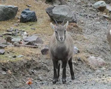 P1070144 Alpine ibex.