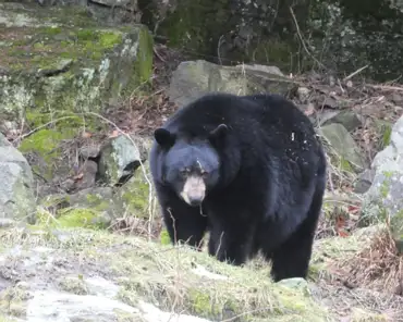 P1070169 Black bear.